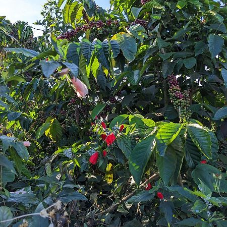 Апартаменти Ivy Coffee Farm - Garden House Duc Trong Екстер'єр фото
