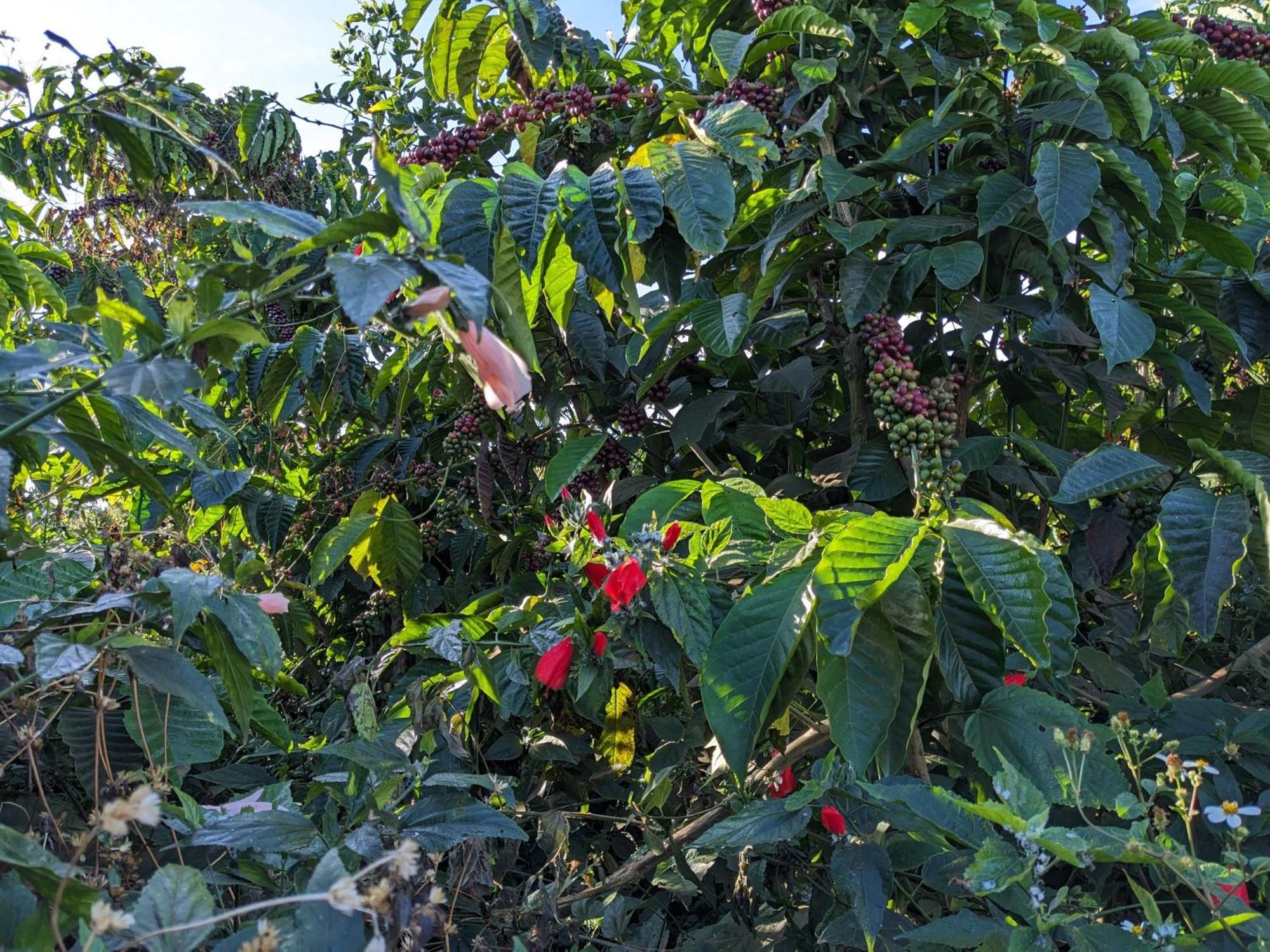 Апартаменти Ivy Coffee Farm - Garden House Duc Trong Екстер'єр фото