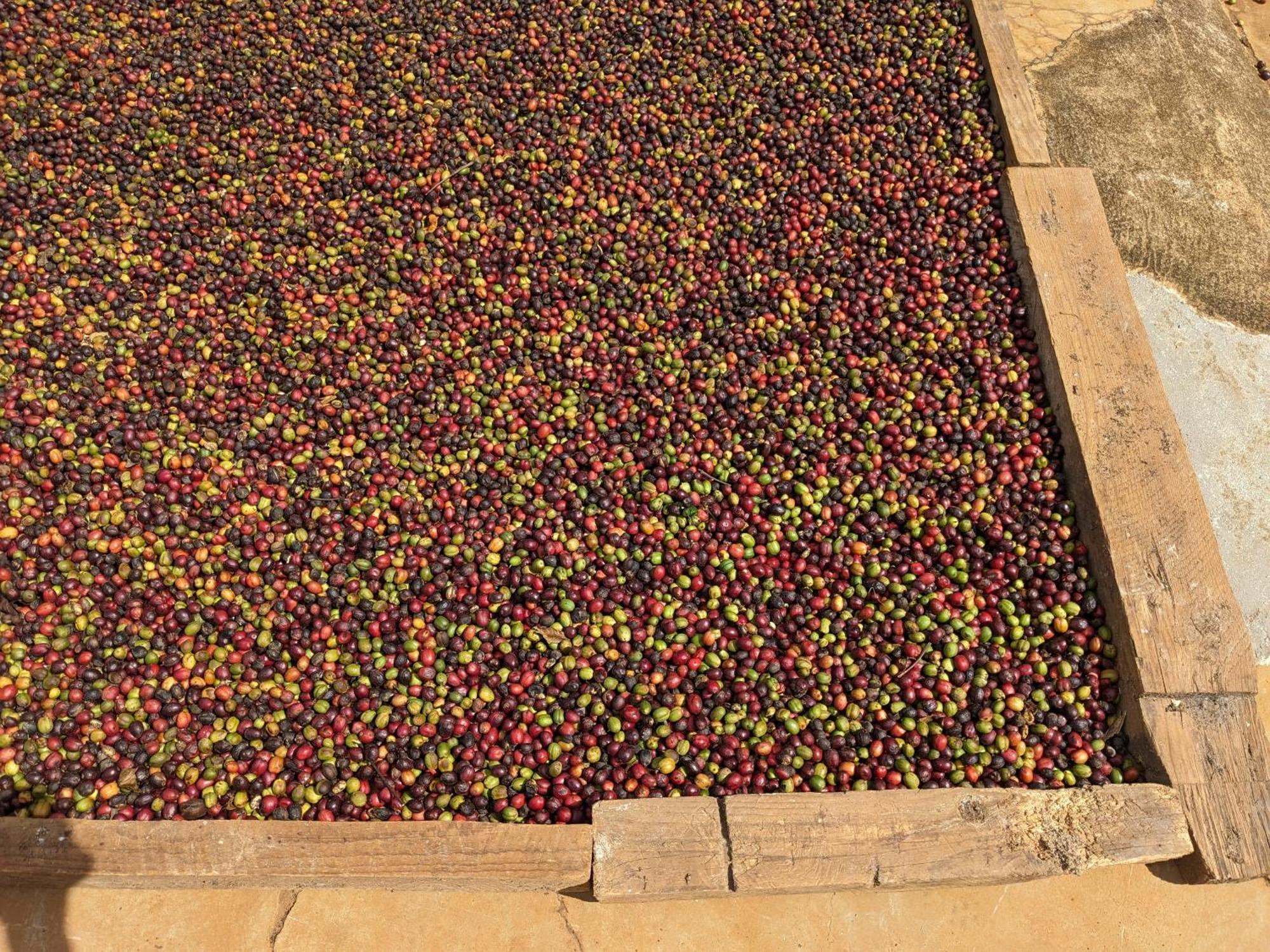Апартаменти Ivy Coffee Farm - Garden House Duc Trong Екстер'єр фото